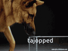 moseni larf tajop tajop tajop tajop tajop tajop