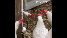 Chickens Faucet GIF - Chickens Faucet Confused GIFs