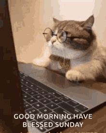 Hive Cats GIF - Hive Cats Business GIFs