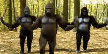 Gorilla Dance Humor GIF - Gorilla Dance Humor Moves GIFs