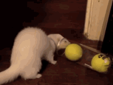 tennis ball ferret mustelid balls