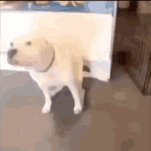 Pitbull Dog GIF - Pitbull Dog Dancing GIFs