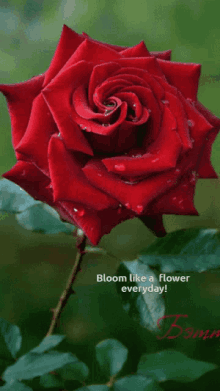 Reds Red Flower Bloom GIF - Reds Red Flower Bloom Red Rose GIFs