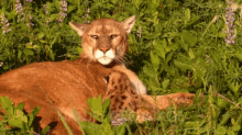 Mountain Lion Mountain Lion Cub GIF - Mountain Lion Mountain Lion Cub Baby Mountain Lion GIFs