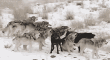 Une Meute De Loups Hurlent GIF - Loup GIFs