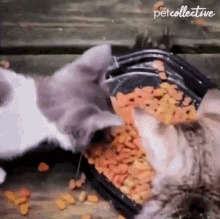 Stealing Food The Pet Collective GIF - Stealing Food The Pet Collective Eating GIFs