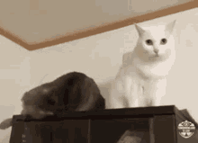 Love At First Sight GIFs | Tenor