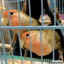 birds cute whatwhatwhat