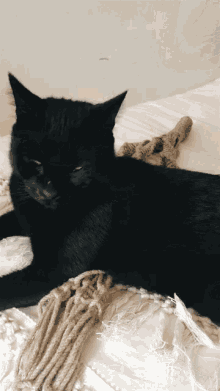 Cat Black GIF - Cat Black Cats GIFs