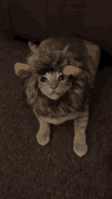 Lion Cat Cat Lion GIF - Lion Cat Cat Lion Meow GIFs