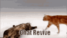 Cat Chat Revive Chat Dead GIF - Cat Chat Revive Chat Dead Dead Chat GIFs