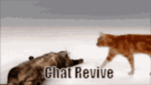 cat-chat-revive-chat-dead.gif