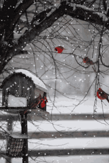 snow cardinal