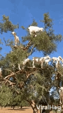 Goats Viralhog GIF - Goats Viralhog Goats On Tree GIFs