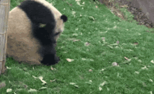 Panda Cute GIF - Panda Cute Roll GIFs