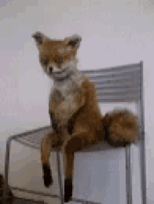 fox fox