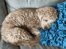 Goldendoodle Cute GIF - Goldendoodle Cute Sleeping GIFs