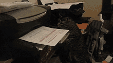 Office Cat GIF - Office Cat Printer GIFs