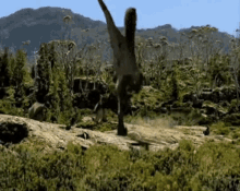 raptors parasaur run jump dinosaurs