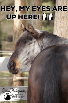 Saveaforgottenequine Horse GIF - Saveaforgottenequine Horse Cyrus GIFs