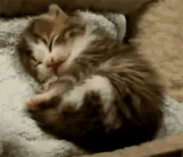 With Tenor, maker of GIF Keyboard, add popular Kitten Yawn animated GIFs to...