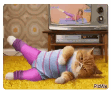 Gym Working Out GIF - Gym Working Out Cat GIFs