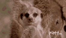 tired platt meercat erdm%C3%A4nnchen meerkat tired platt meercat erdm%C3%A4nnchen meerkat