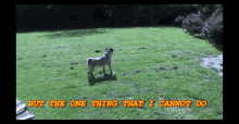 Pug Dog GIF - Pug Dog But The One Thing That I Can Do GIFs