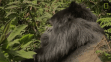 eating mountain gorillas survival dian fosseys legacy lives on short film showcase gorilla having meal
