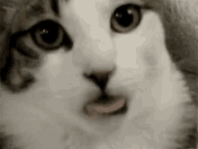 Eating Pussy GIF - Cat Tongue Creepy GIFs