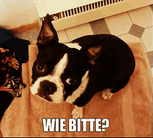 Hund: Wie Bitte? GIF - Wie Bitte Bulldogge Was GIFs