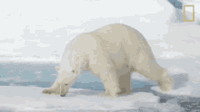 Sniffing Nat Geo Wild GIF - Sniffing Nat Geo Wild Looking For Something GIFs