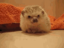 Tasty? GIF - Animals Hedgehog Cute GIFs