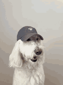 Dog Hat GIF - Dog Hat GIFs
