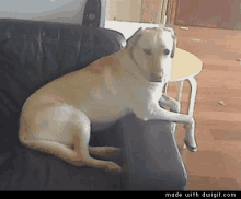 deal with it dogs thug life golden lab funny animals
