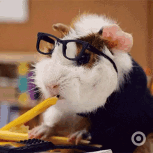 First Day Of College Back To School GIF - First Day Of College Back To School Funny Animal GIFs