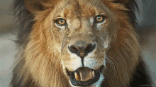 Smile Lion GIF - Smile Lion Animal GIFs