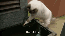 kitty cat gold fish saving hero