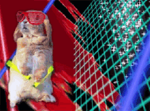 rabbit rabbit rabbit 1st of the month rabbit rabbit rabbit 1st of the month