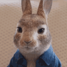 Really Peter Rabbit GIF - Really Peter Rabbit Peter Rabbit2the Runaway GIFs
