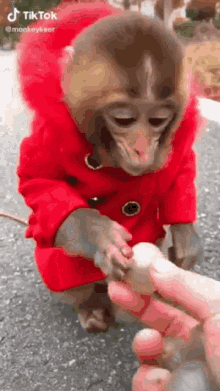 Hatkiddo Monkey GIF - Hatkiddo Monkey Eating GIFs