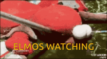 Elmo Elmos Watchin GIF - Elmo Elmos Watchin Look GIFs