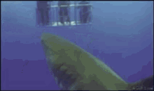Shark Fart GIF - Shark Fart Poop GIFs