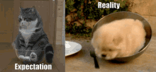 Expectation Vs Reality Cute Cat GIF - Expectation Vs Reality Cute Cat Cute Puppy GIFs