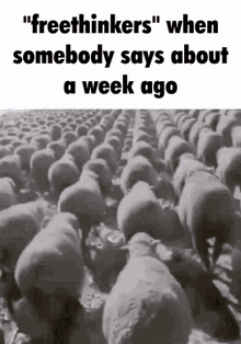 when sheep