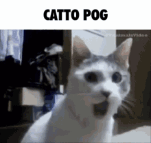 Catto Pog GIF - Catto Pog Poggers GIFs