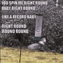 You Spin Me Round Squirrel GIF - You Spin Me Round Squirrel Dead Or Alive GIFs