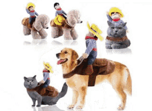 Best Led Dog Collar GIF - Best Led Dog Collar Led Dog Collar GIFs