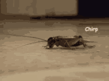Grillo Chirp GIF - Grillo Chirp Cockroach GIFs