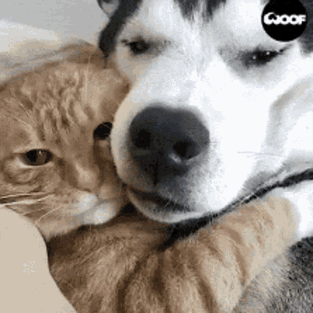 Cat Dog GIF - Cat Dog Love - Descubre &amp; Comparte GIFs